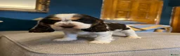 Cocker Spaniel dogs for sale: Show Type Cocker Spaniel Puppies - Advert 8