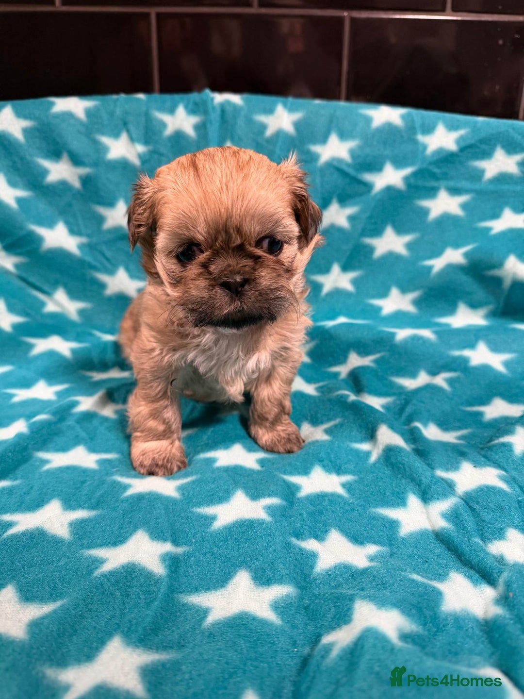 Mixed Breed dogs for sale: Shision/shitzu pups  - Advert 3