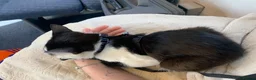 Domestic Shorthair cats for sale: kitten  in Basingstoke - Advert 3