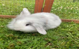 Mixed Breed rabbits for sale: Baby rabbits male and females - Image 6