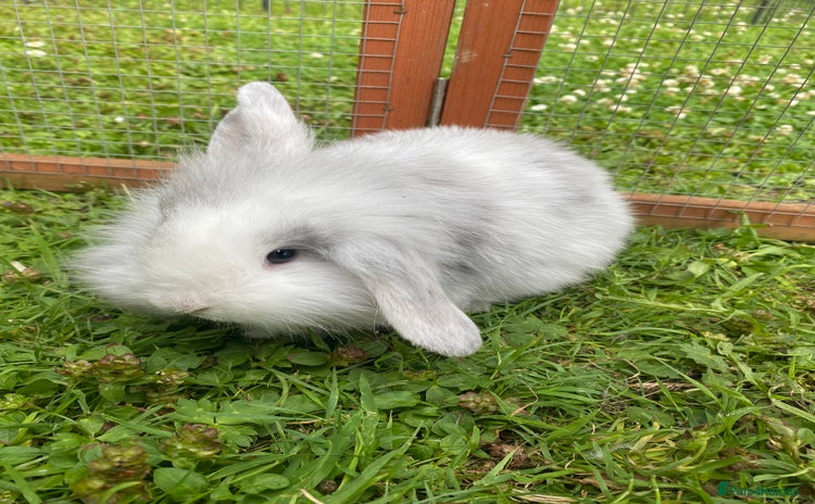 Mixed Breed rabbits - Advert 10