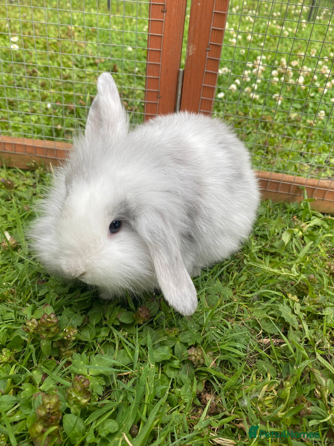 Mixed Breed rabbits for sale: Baby rabbits male and females - Image 6