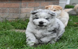 Mixed Breed dogs for sale: Genuine Chowski puppies  - Image 18