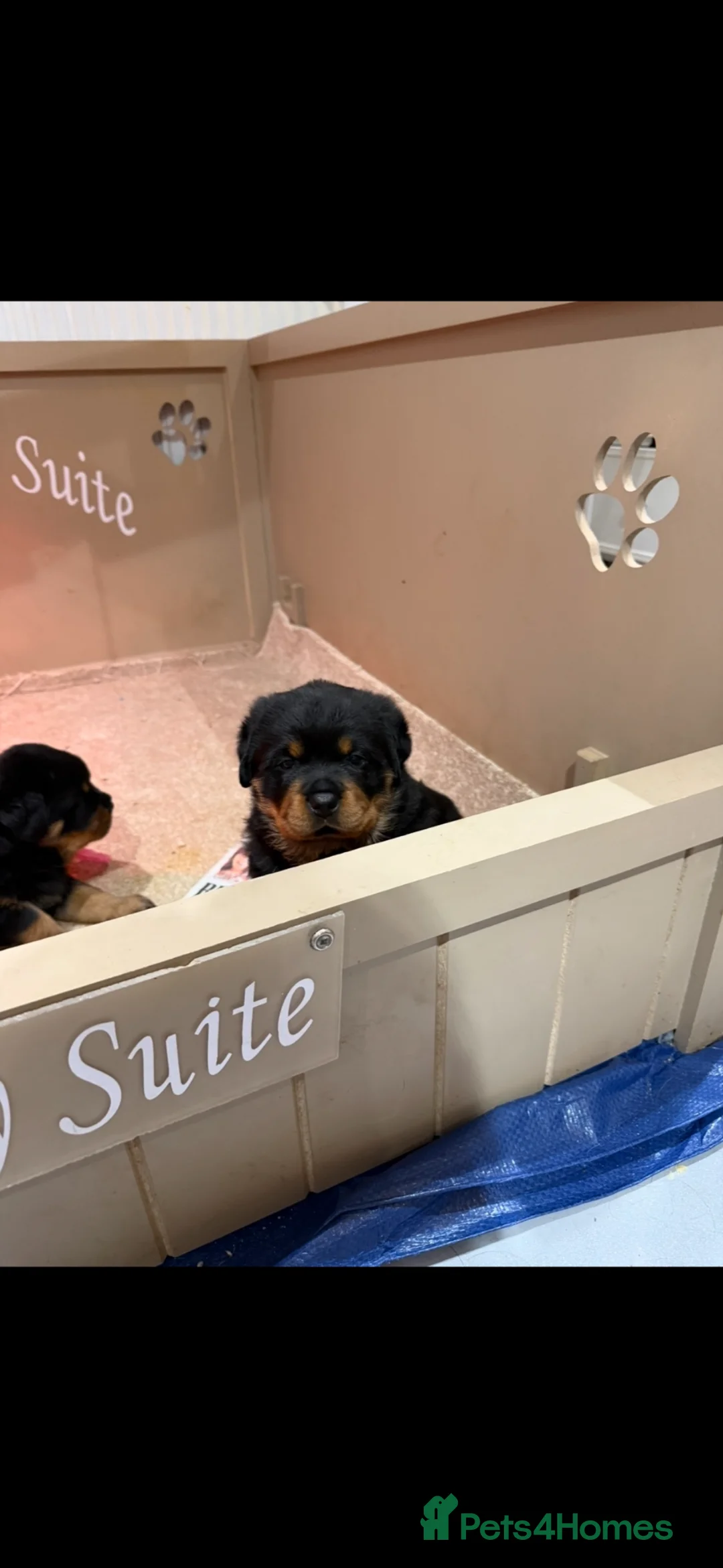 Rottweiler dogs for sale: Beautiful female Rottweiler puppy in Clacton-on-Sea - Advert 4