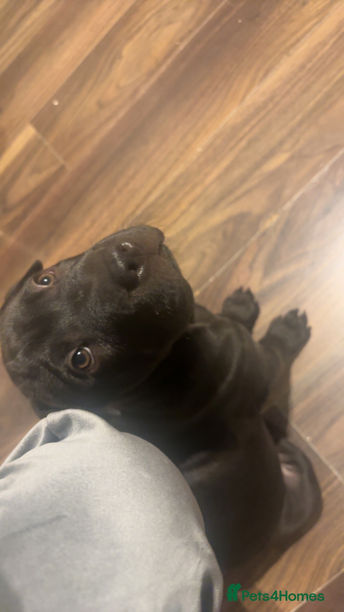 Shar Pei dogs Karma - Advert 1