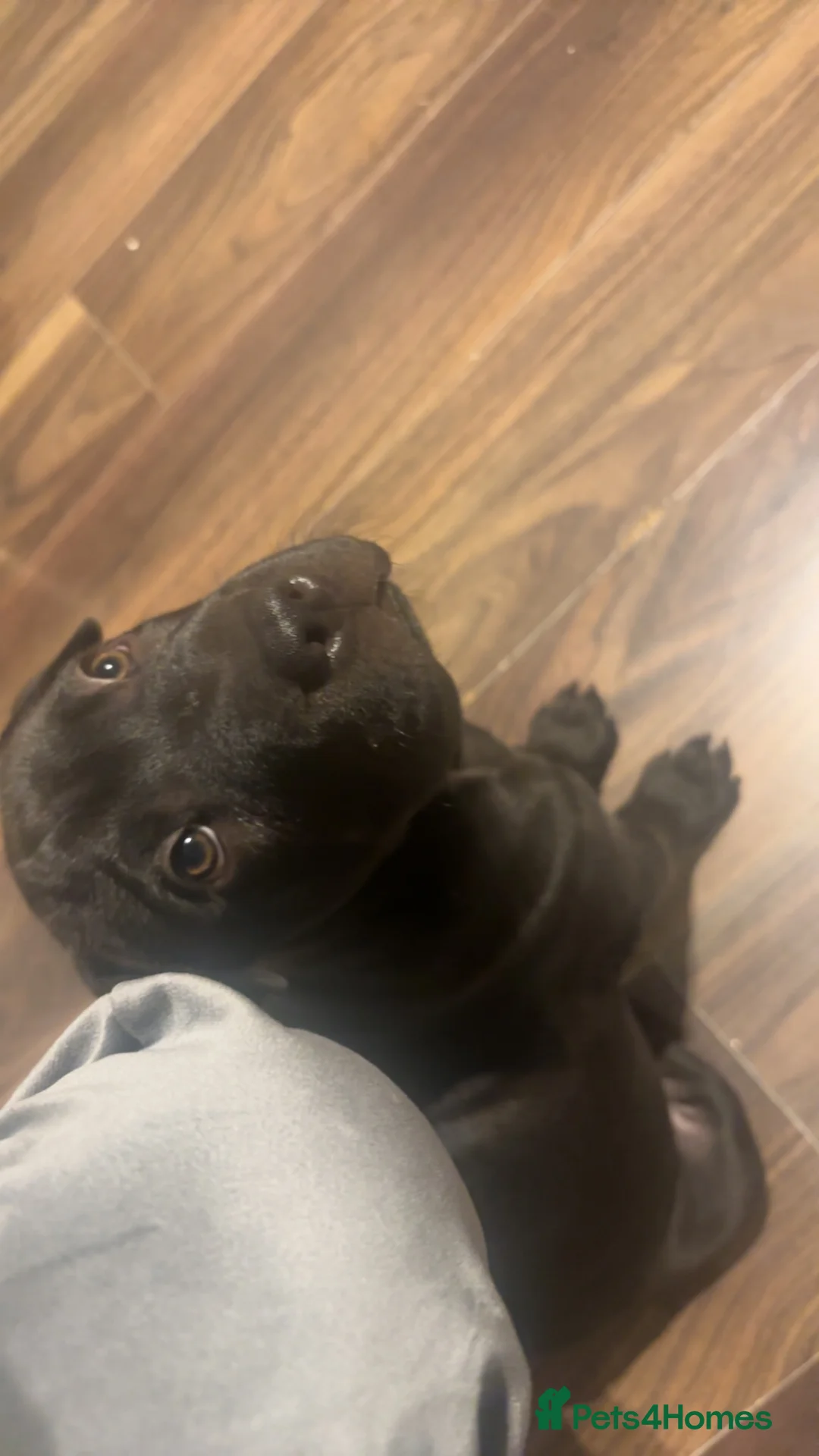 Shar Pei dogs for sale: Karma - Advert 1