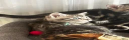 Bengal cats for sale: bengal cross kittens - Advert 2