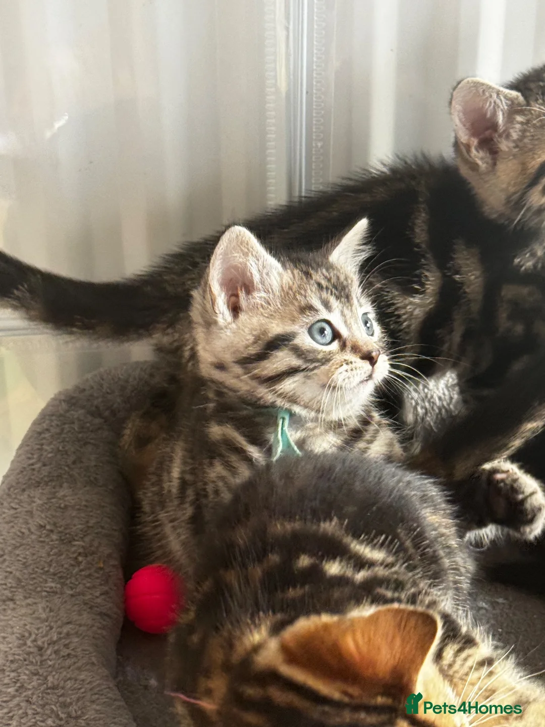 Bengal cats for sale: bengal cross kittens - Advert 2