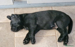 Labrador Retriever dogs for sale: Chunky black labrador girl available  - Image 10