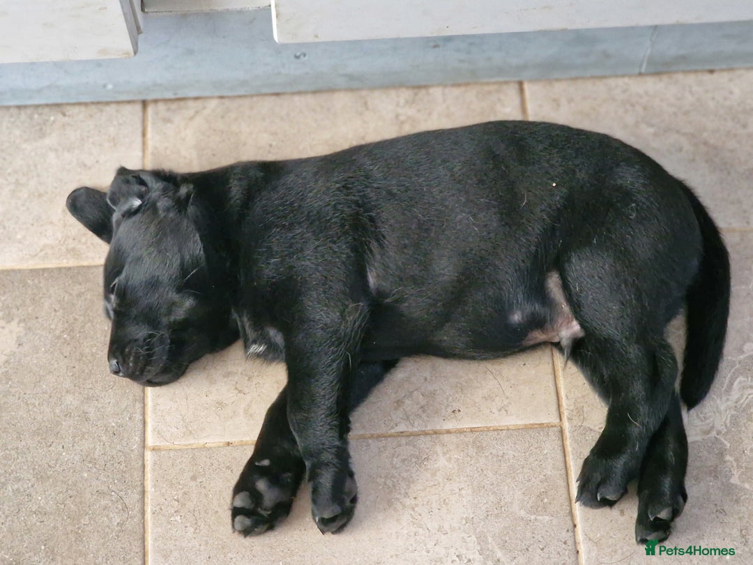 Labrador Retriever dogs for sale: Chunky black labrador girl available  - Image 10