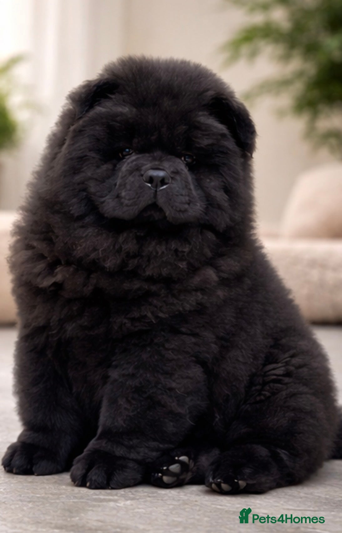 Chow Chow dogs 🧸🧸Beautiful Chow Chow Puppies🧸🧸 - Advert 2