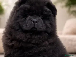 Chow Chow dogs 🧸🧸Beautiful Chow Chow Puppies🧸🧸 - Advert 2