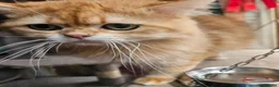 British Shorthair cats for stud: Gccf british reg golden series all colours - Advert 10