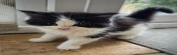 Mixed Breed cats for sale: 3 Beautiful Female Long-Haired Kittens,8 Weeks Old in Bracknell - Advert 3