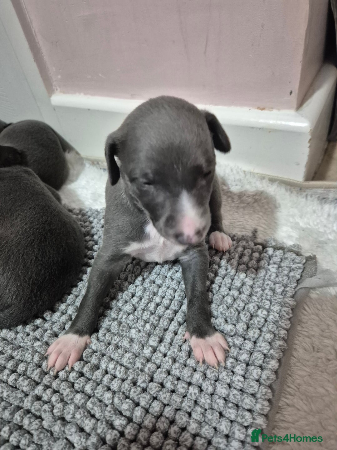Whippet dogs for sale: 🐾 Stunning Blue Whippet Puppies - just £800!🐾 - Advert 2