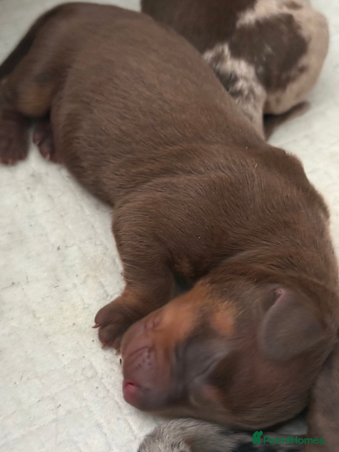 Miniature Dachshund dogs for sale: 🐾 5 Mini Dachshunds 4 dappled, 1 choc 🐾 - Advert 35