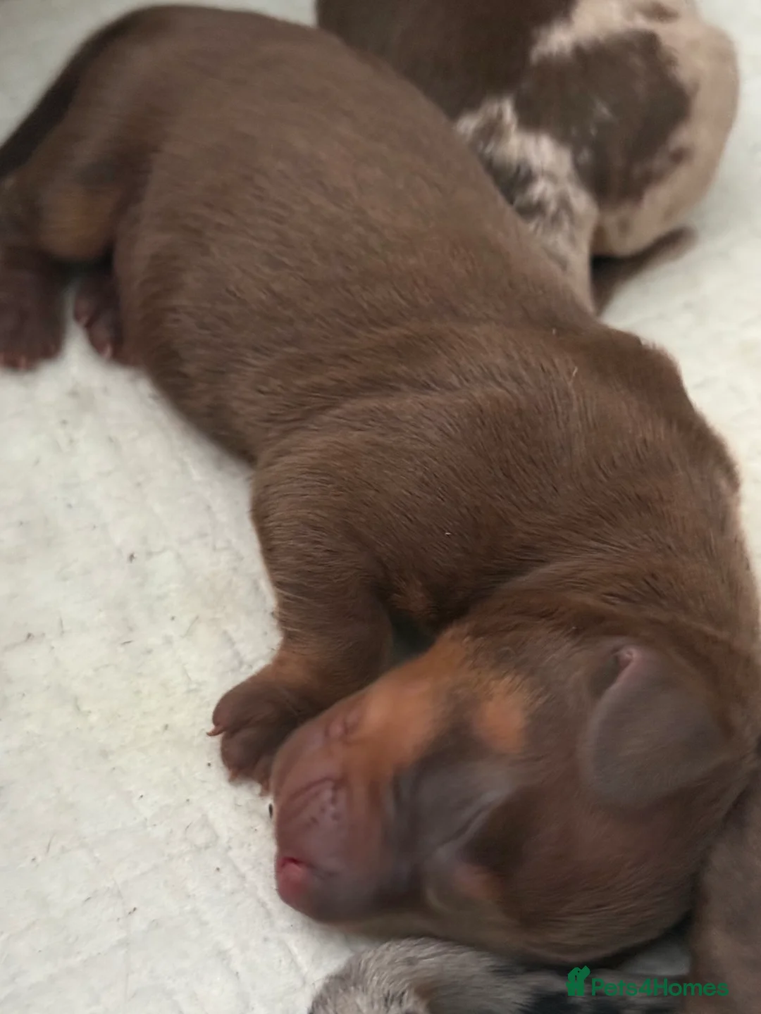 Miniature Dachshund dogs for sale: 🐾 5 Mini Dachshunds 4 dappled, 1 choc 🐾 - Advert 18