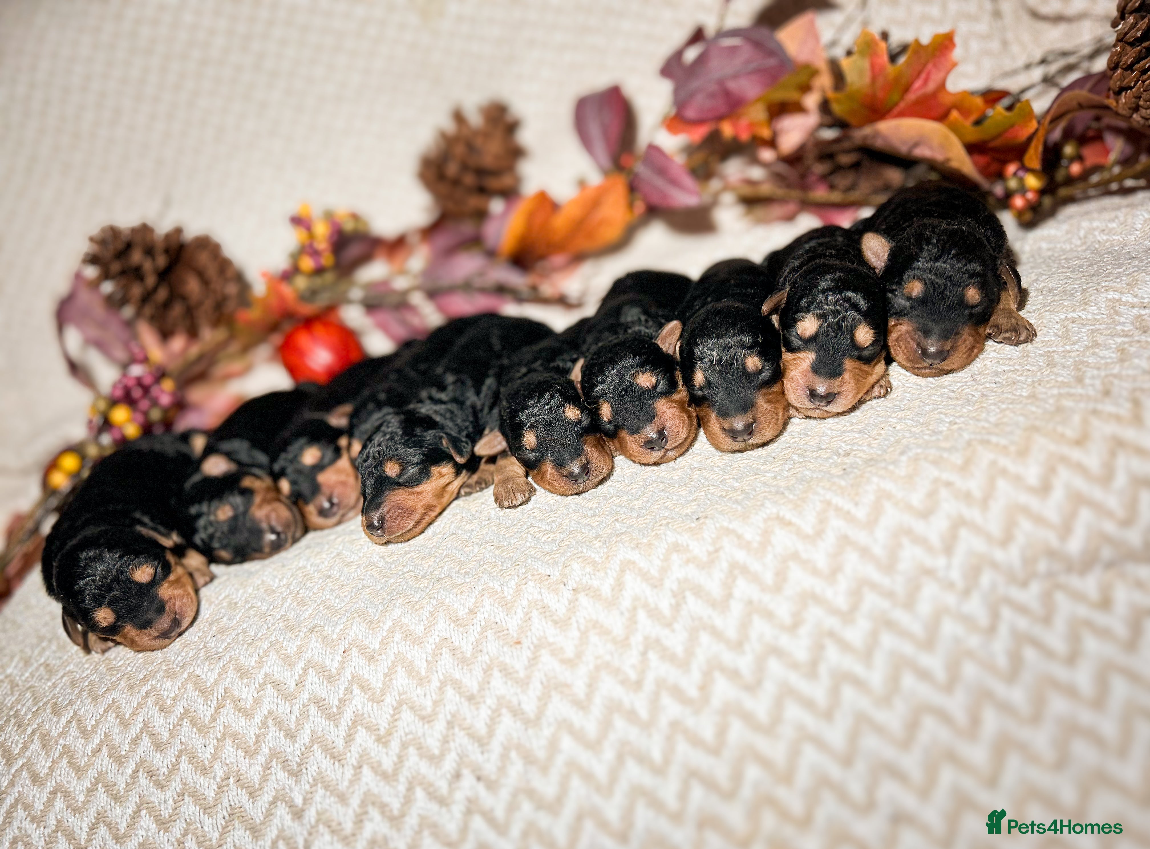 Airedale Terrier dogs ⭐️ FAMILY REARED KC AIREDALE PUPPIES ⭐️ - Advert 1