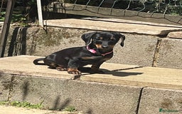 Dachshund dogs for sale: Puppy’s ready for home  in Hailsham - Image 2