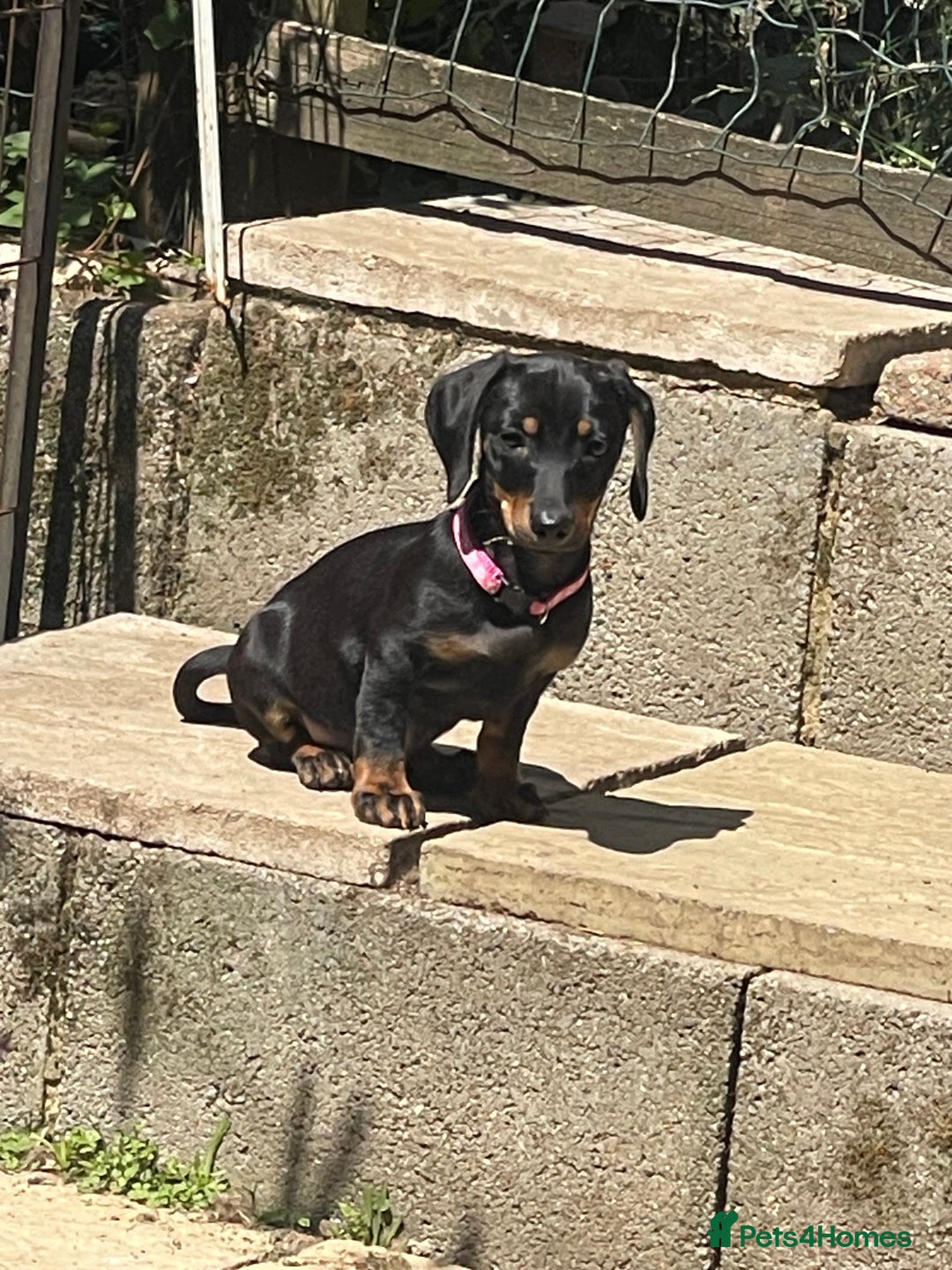 Dachshund dogs for sale: Puppy’s ready for home  in Hailsham - Image 2