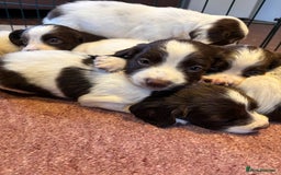 English Springer Spaniel dogs for sale: Beautiful Springer spaniel puppies  - Image 3
