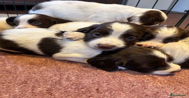 English Springer Spaniel dogs - Advert 13