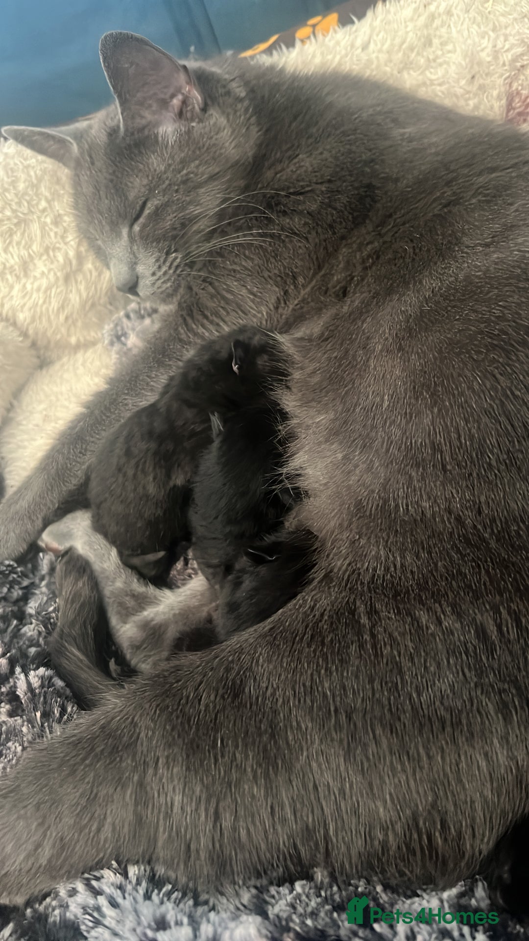 Domestic Shorthair cats for sale: Ready to leave  - Image 3