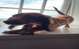 Miniature Dachshund dogs for sale: Miniature long haired dachshund puppies - Image 16