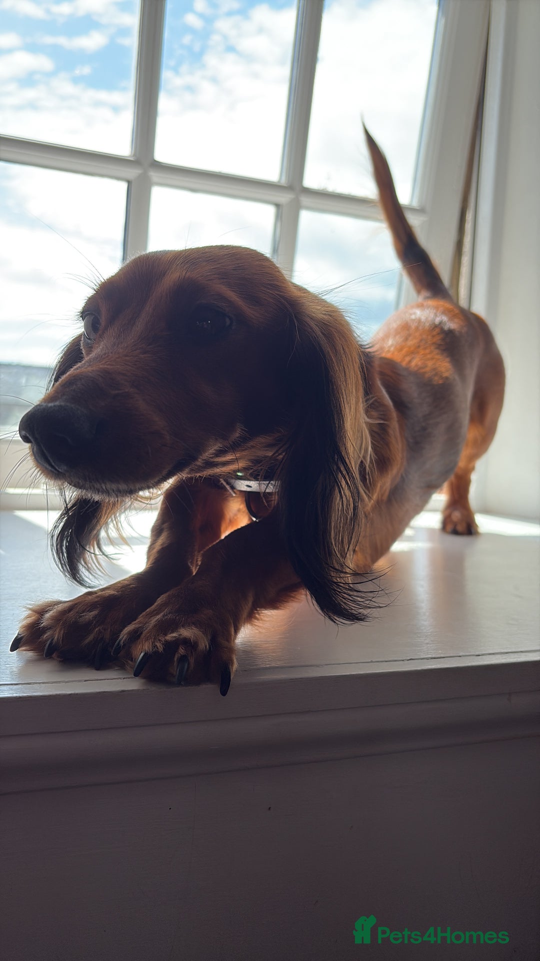 Miniature Dachshund dogs for sale: Miniature long haired dachshund puppies - Image 16