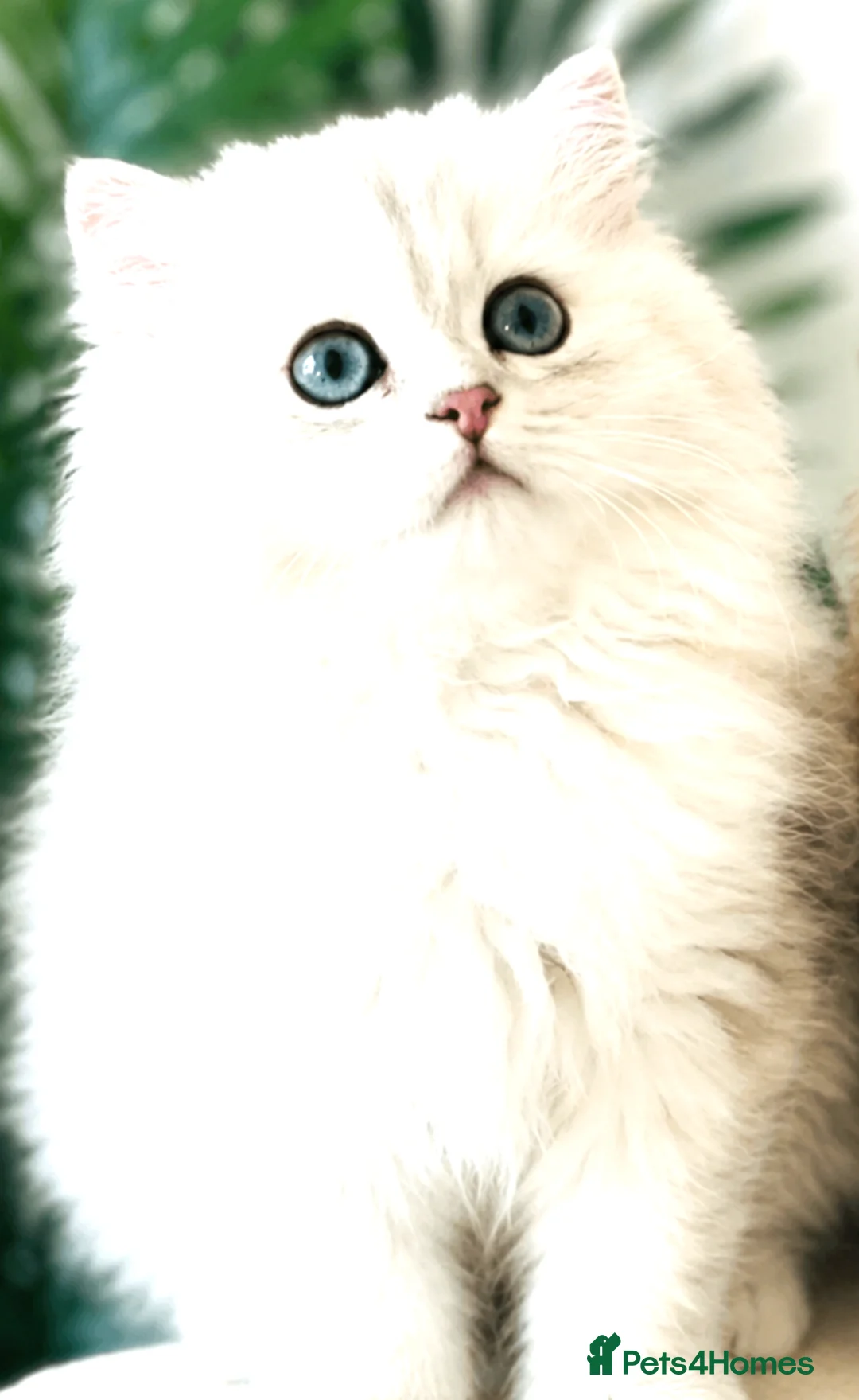 Persian cats for sale: Beautiful doll-face Persian Chinchilla kittens in Slough - Advert 2