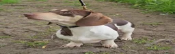Miniature Dachshund dogs for stud: Kinder piebald miniature dachshund stud kc in Blackburn - Advert 2