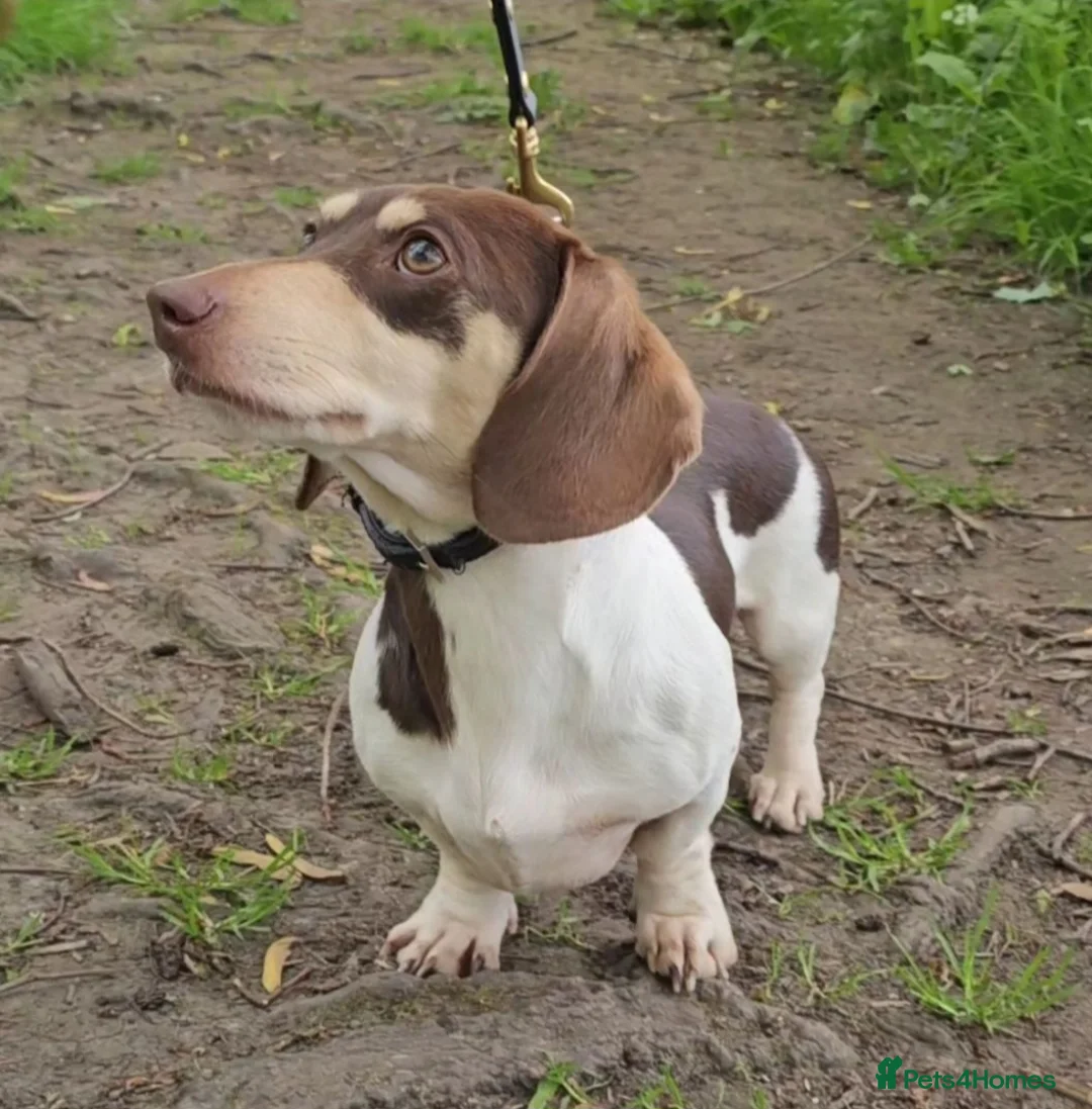 Miniature Dachshund dogs for stud: Kinder piebald miniature dachshund stud kc in Blackburn - Advert 2