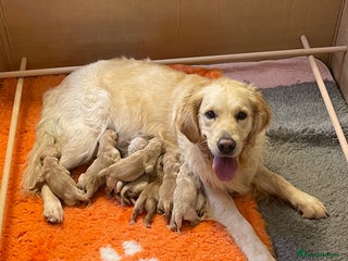 Golden Retriever dogs ✨Kennel Club Registered Golden Retriever Puppies ✨ - Advert 4
