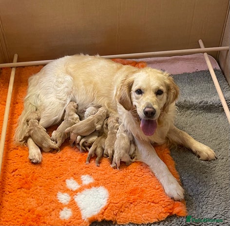 Golden Retriever dogs ✨Kennel Club Registered Golden Retriever Puppies ✨ - Advert 1