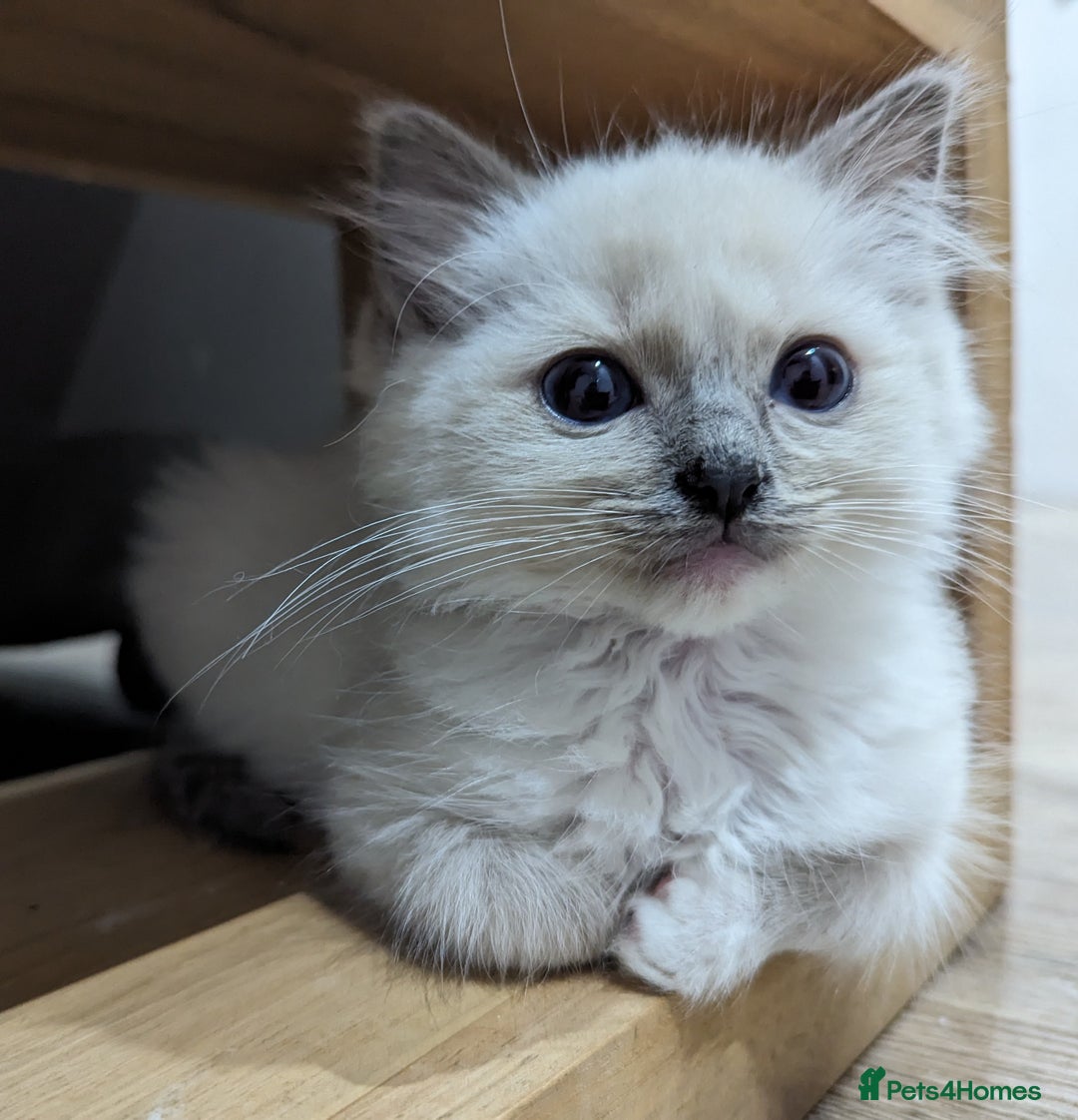 Ragdoll cats for sale: Last Gorgeous Ragdoll kitten - Image 27