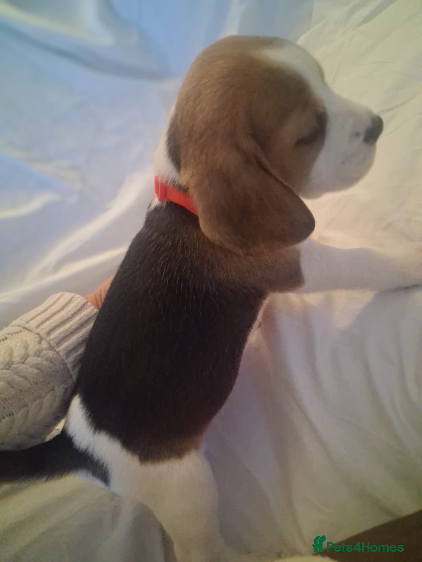 Beagle dogs KC Reg Pure Pedigree champ Beagle  - Advert 2