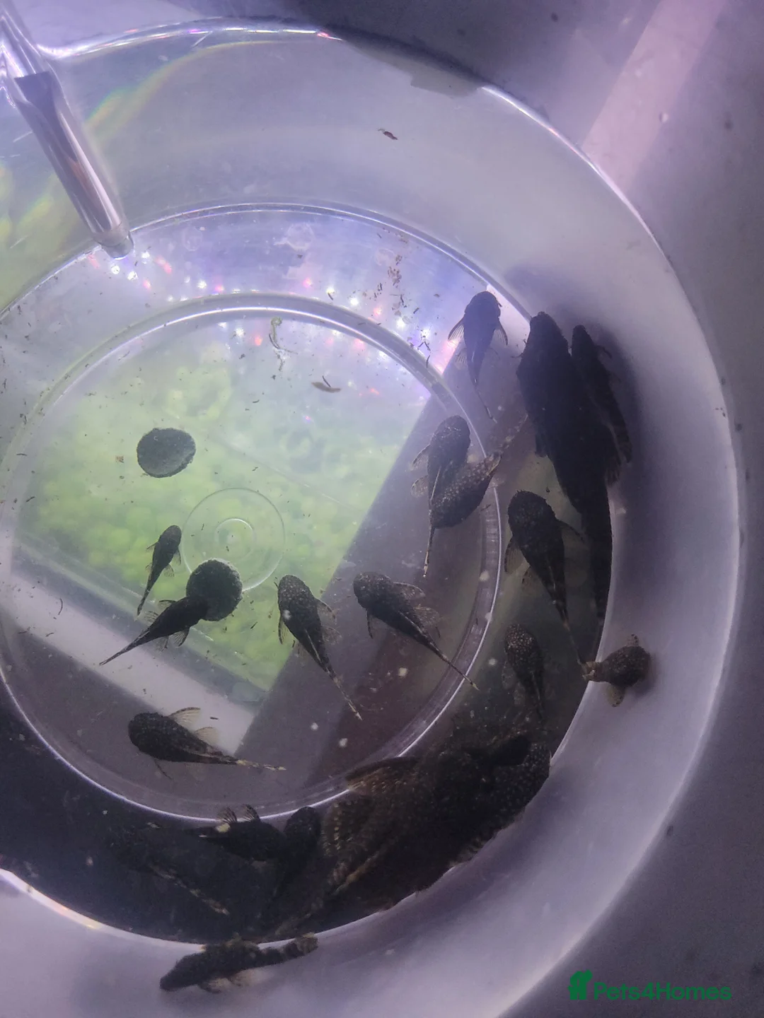 Swordtails fish for sale: Swordtails pairs, baby plecos an baby mollys  - Advert 6