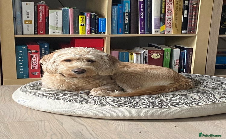 Labradoodle dogs - Advert 1
