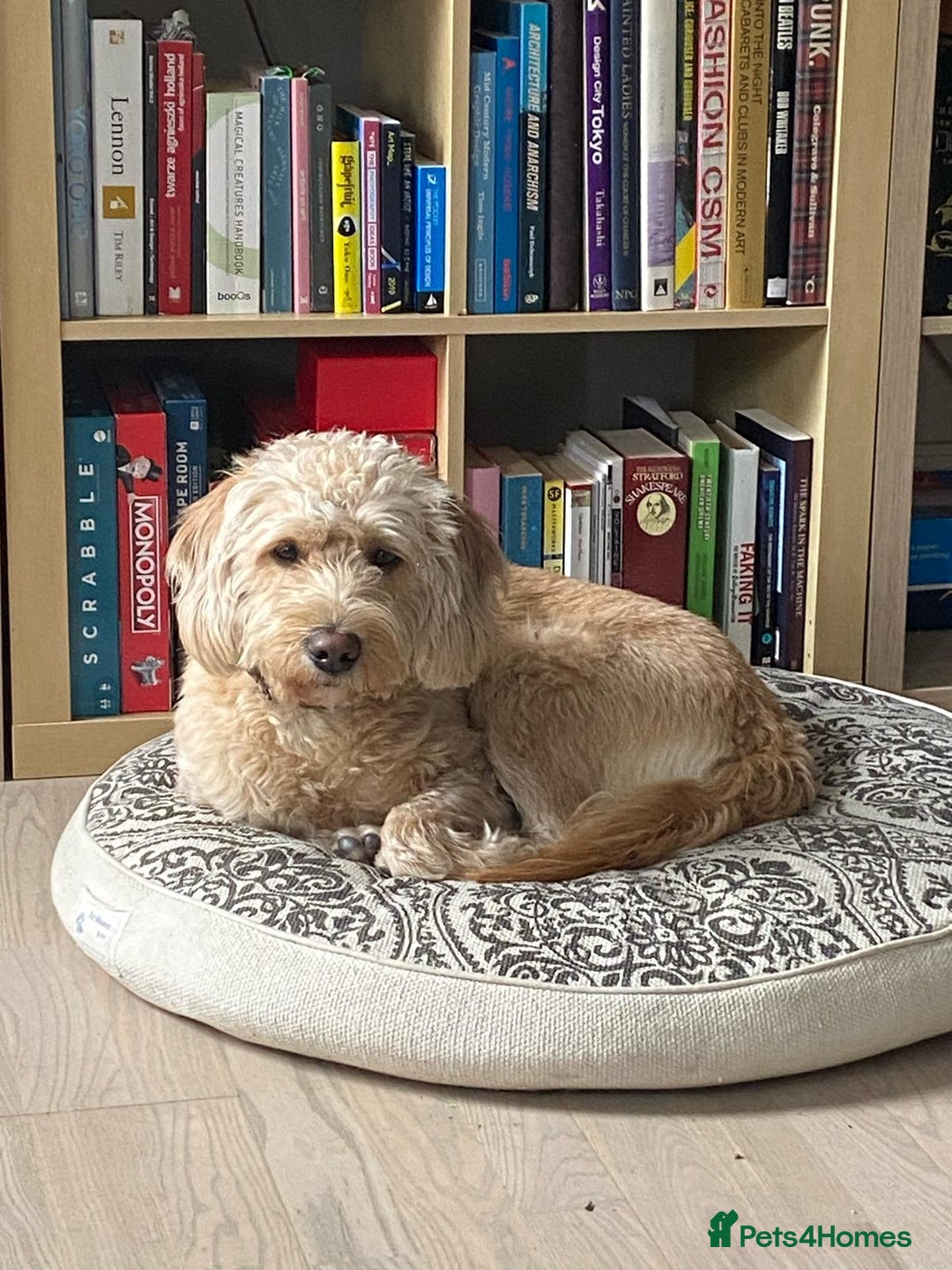 Labradoodle dogs for sale: Super cute and friendly Labradoodle  - Image 1