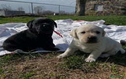 Labrador Retriever dogs for sale: stunning litter of KC registered Labrador - Image 7