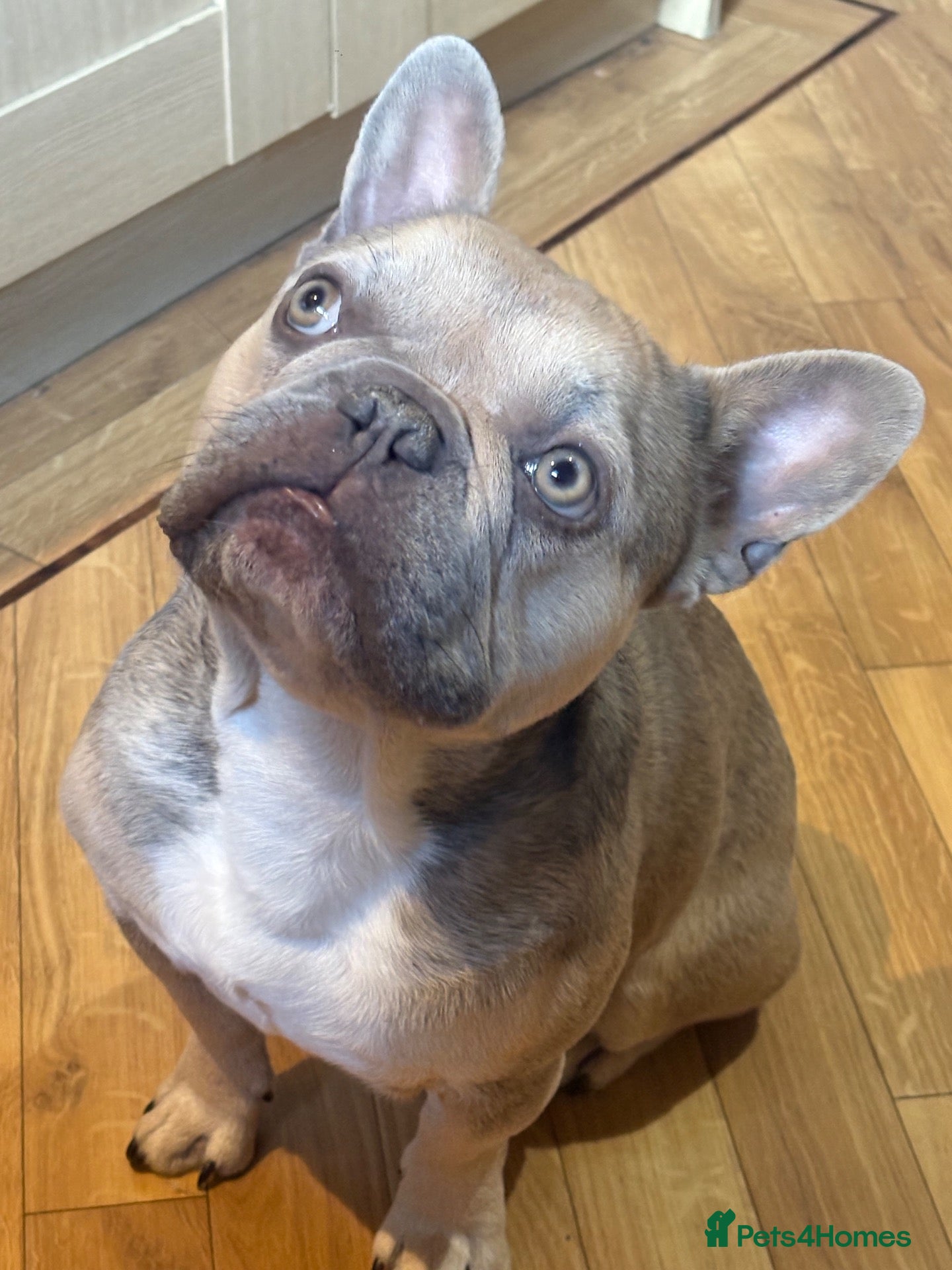 French Bulldog dogs for sale: Fawn French bulldog  - Advert 1