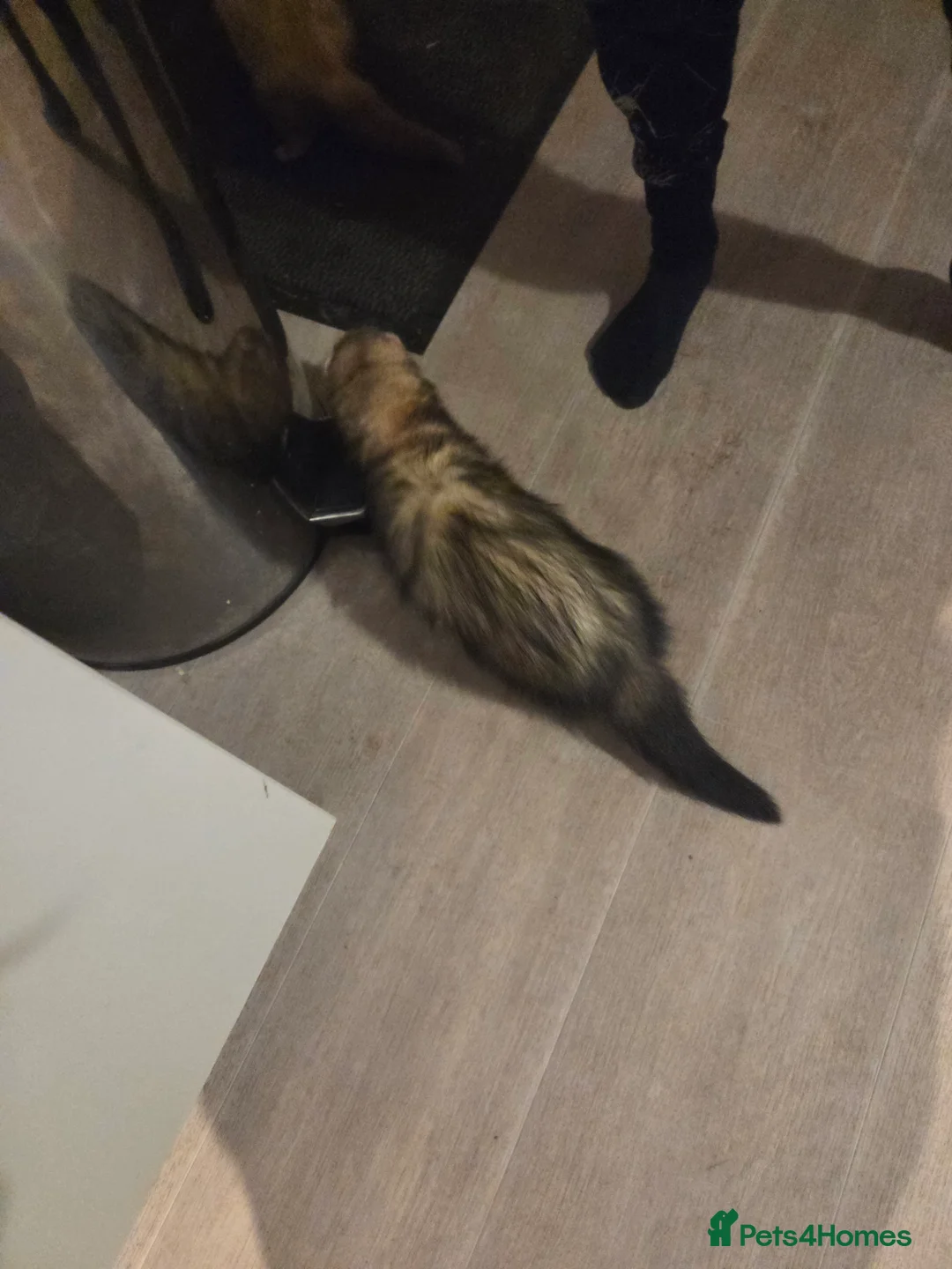 Ferret rodents for sale: Not for sale! stud only - Advert 4