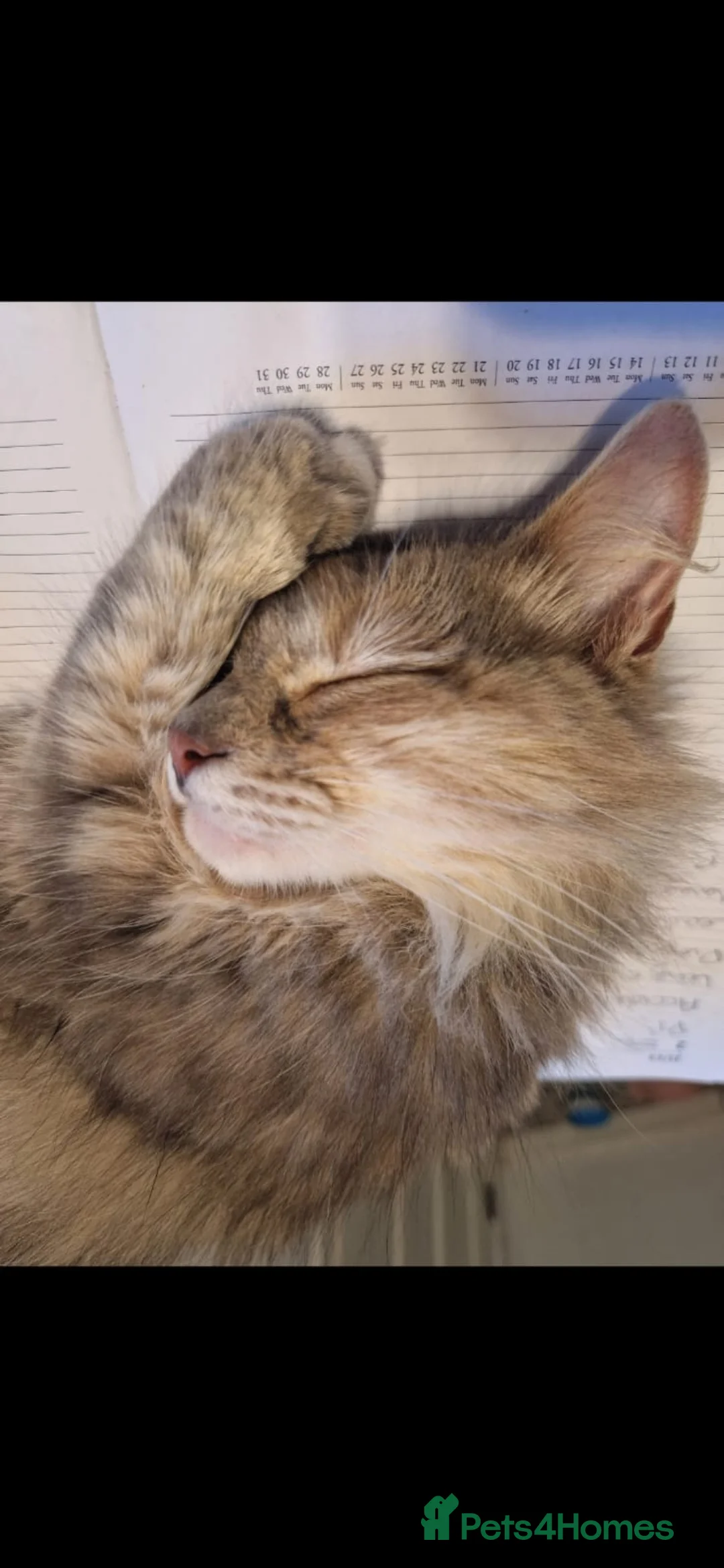 Mixed Breed cats for sale: Female Cat in Egremont - Advert 3