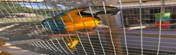 Macaws birds for sale: Beautiful Blue and Gold Macaw  in Cinderford - Advert 4