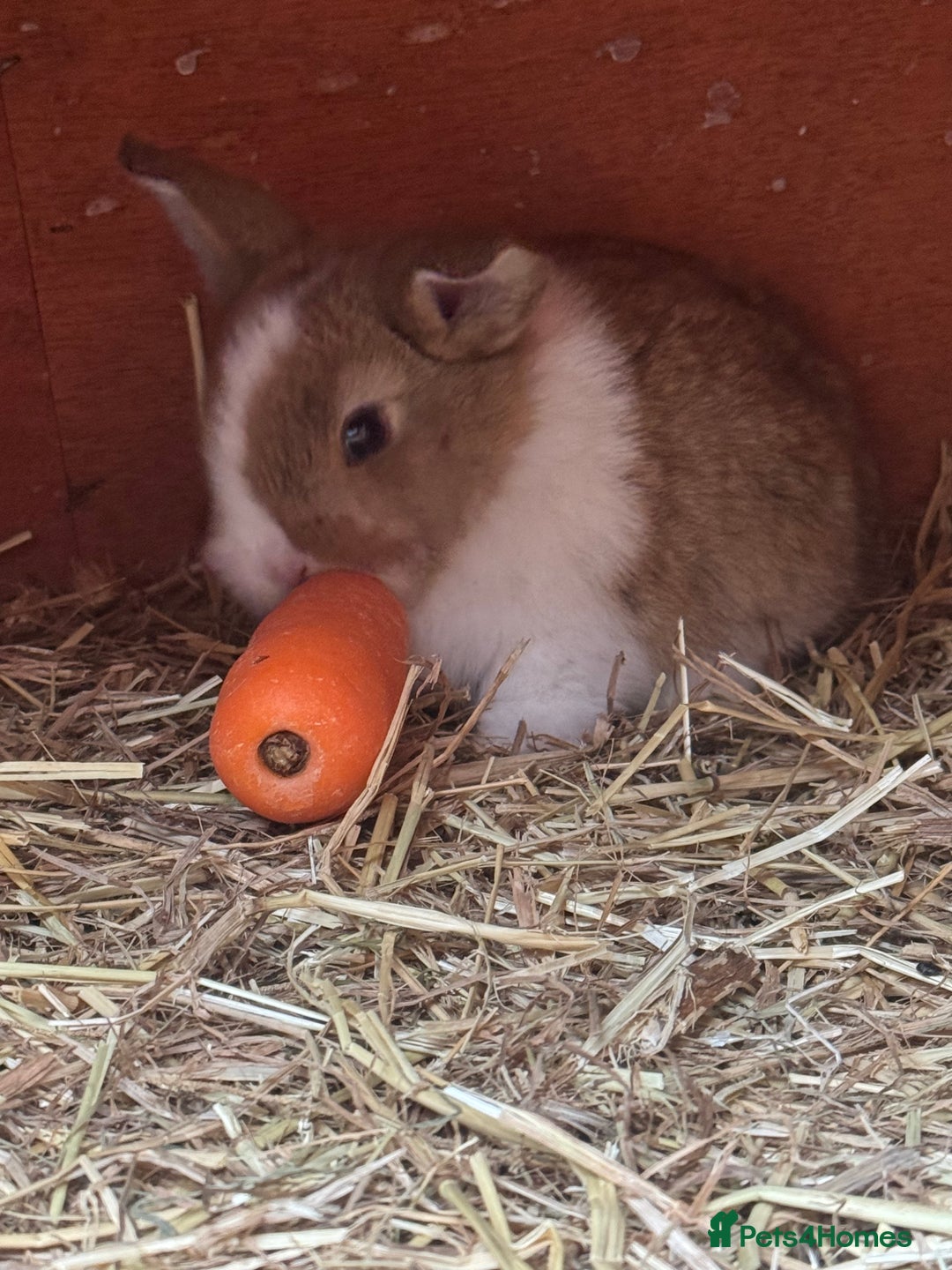 Mixed Breed rabbits for sale: Rabbit  - Advert 8