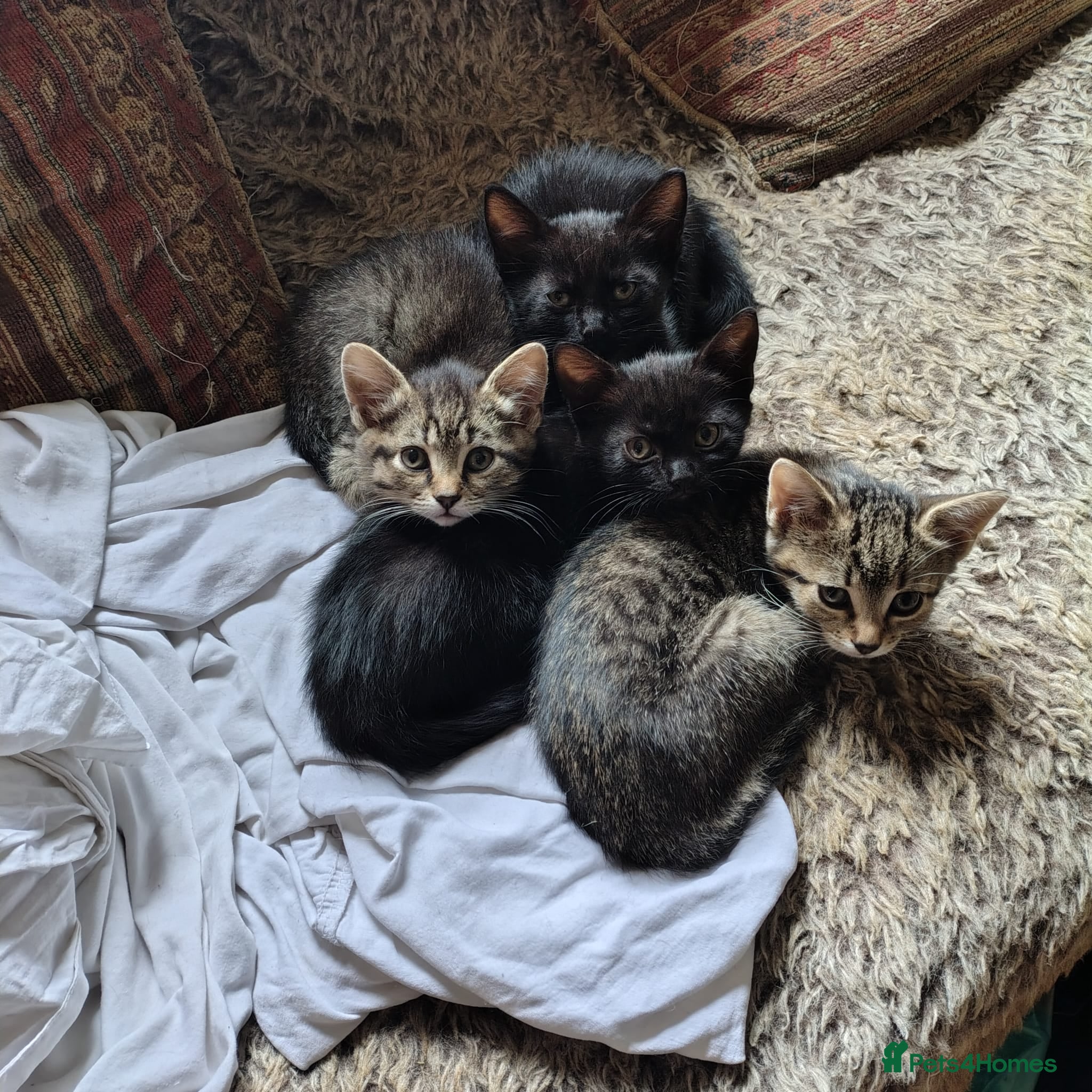 Mixed Breed cats 4 beautiful kittens looking for a forever home - Advert 3