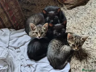 Mixed Breed cats 4 beautiful kittens looking for a forever home - Advert 3