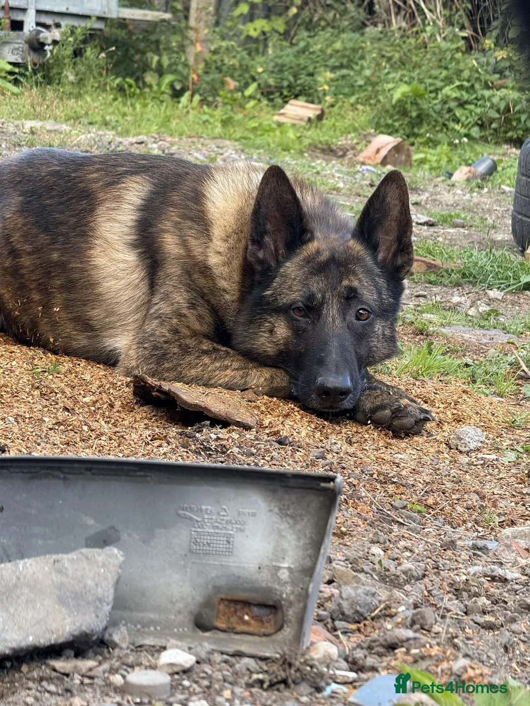 Mixed Breed dogs for sale: Shepherd Cross - Advert 2