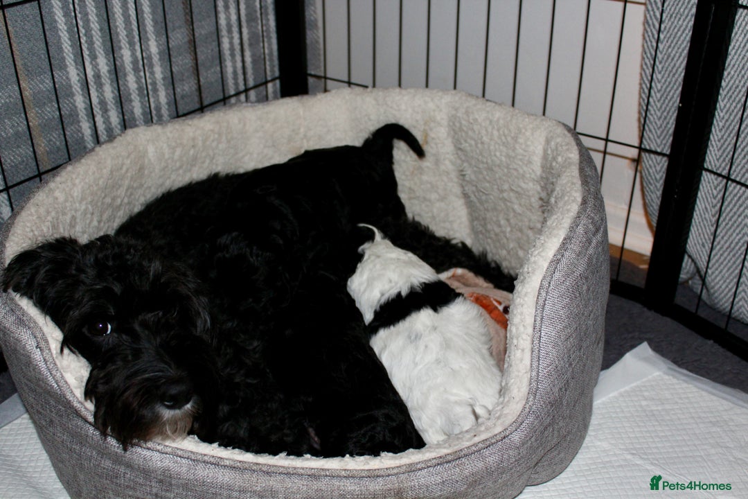 Cockapoo dogs for sale: Beautiful Cockapoo Puppies - Advert 4