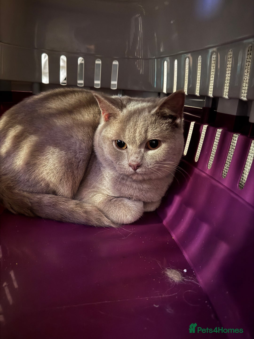 British Shorthair cats for sale: Fawn male British shorthair  - Advert 3